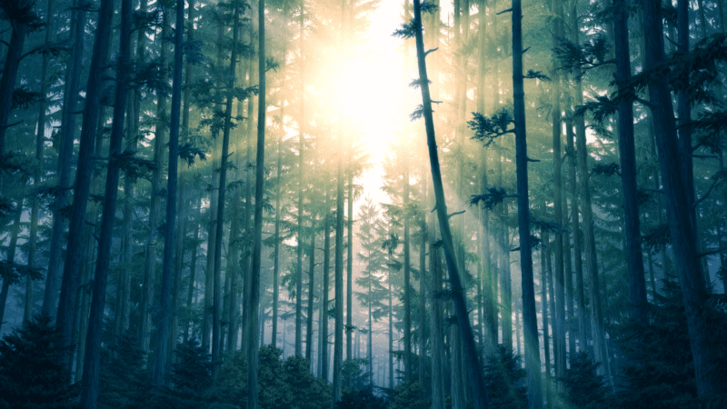 forest