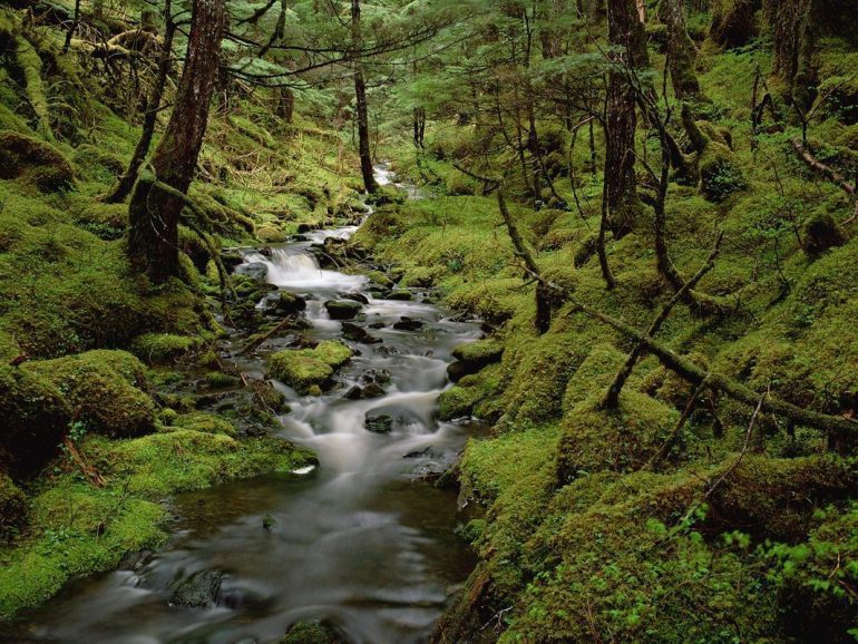 Floresta Temperada